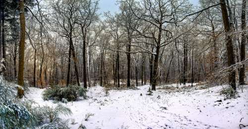 Fontainebleau Forest Snow Nature Trees Wintry