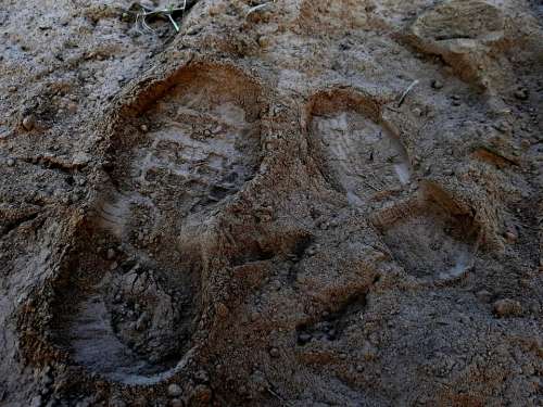 Foot Prints Mud Foot Dirt Walking Shoe Walk