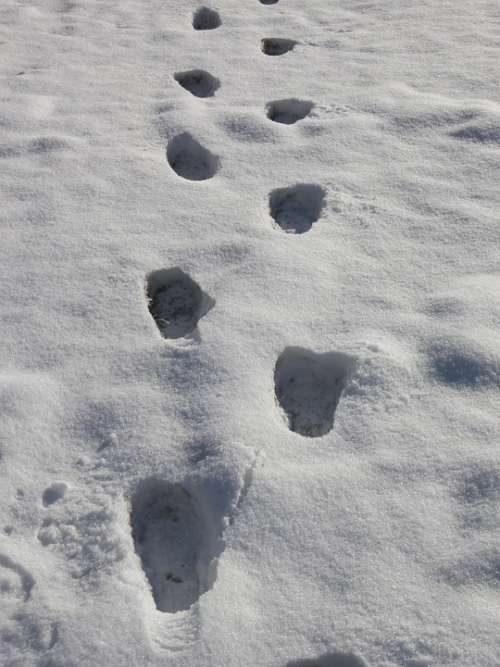 Footprints Snow Prints Snow Winter Tracks