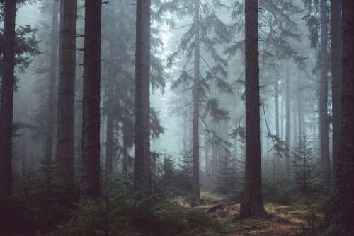 Forest Woods Misty Forest Trees Mysterious Eerie