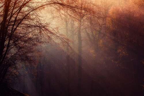 Forest Atmosphere Sunrays Undergrowth Trees Gloomy