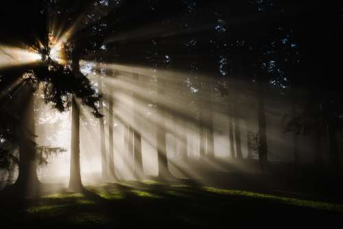 Forest Nature Sunbeams Trees