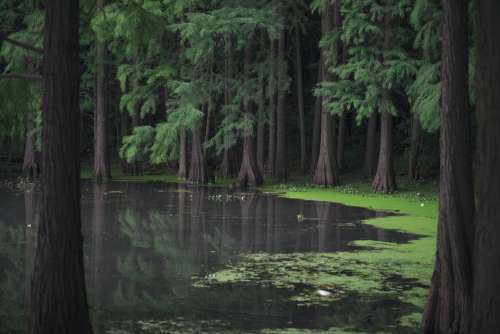 Forest Mangroves Lake Nature River Trees Water