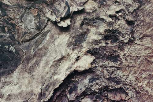 Forest Nature Texture Wood Bark Rough