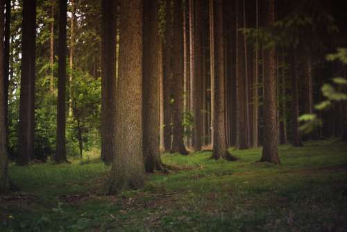 Forest Tree Trunks Trees Woods Nature