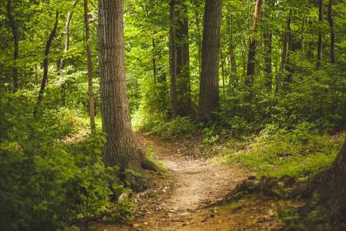 Forest Nature Outdoors Path Trees Woods