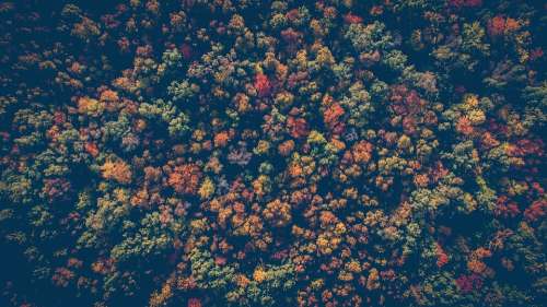 Forest Nature Trees Woods Aerial View Autumn Fall