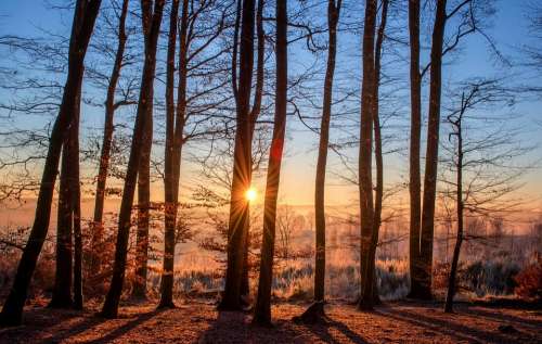 Forest Landscape Sun Trees Nature Wood Light