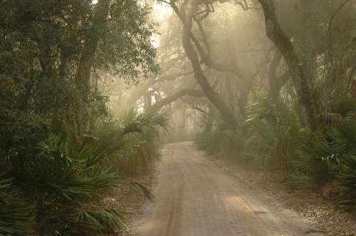 Forest Path Foggy Cumberland Island Georgia Usa