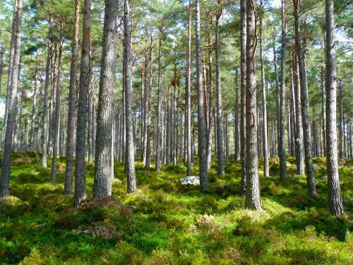 Forest Trees Ecology Environment Landscape Plants