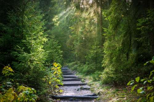 Forest Away Forest Path Path Trees Light Beam