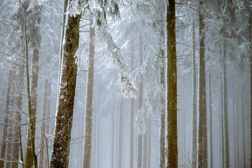 Forest Fog Trees Firs Snowy Snow New Zealand