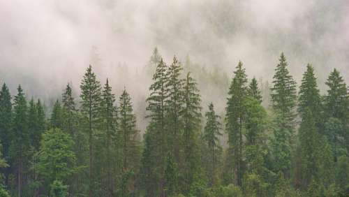 Forest Conifers Coniferous Forest Fir Forest Wood
