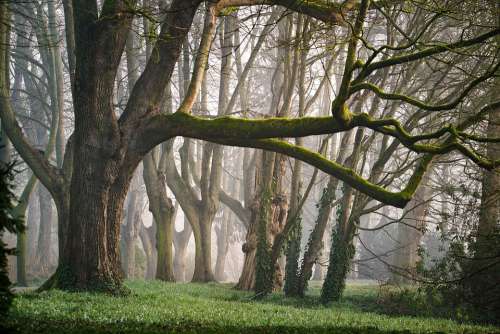 Forest Fog Morning Morgenstimmung Fairy Tales