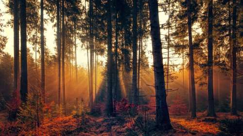 Forest Fog Sunlight Sunbeam Bright Autumn Trees