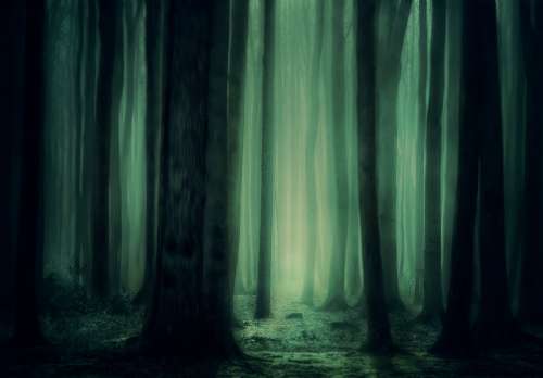 Forest Trees Fog Atmosphere Mysterious Dark