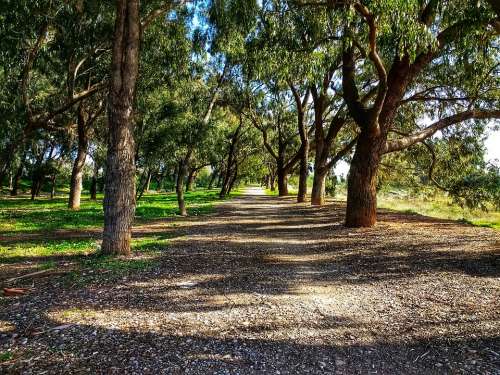 Forest Path Sidewalk Eucalyptus Trees Nature