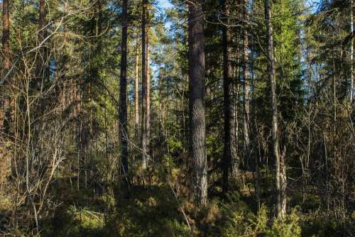 Forest Dense Forest Nature Trees Woods Foliage