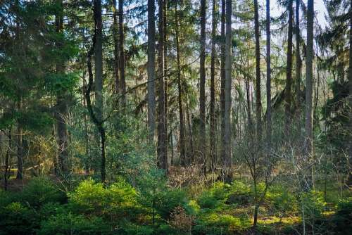 Forest Trees Nature Landscape Secret Light