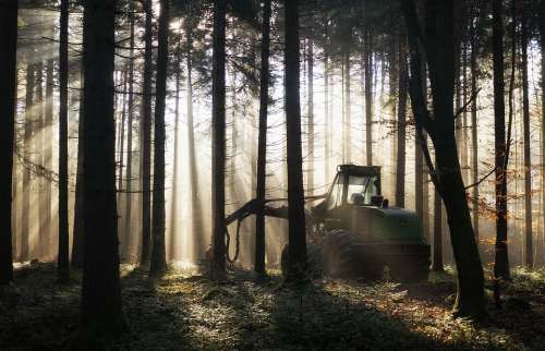 Forest Backlighting Harvester