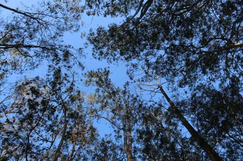Forest Tree Sky Nature Landscape Trees Wood