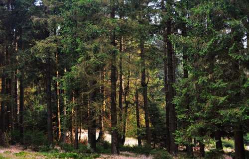 Forest Sunrise Lighting Nature Sunlight