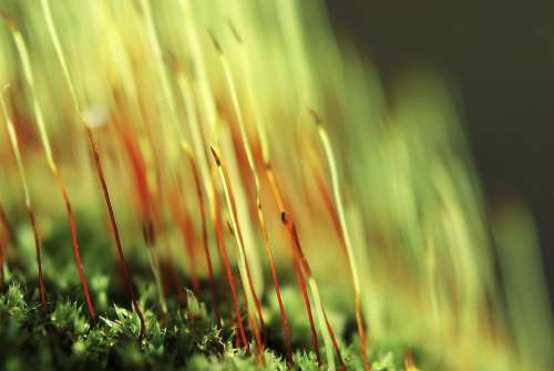 Forest Moss Green Nature Vegetation Plant