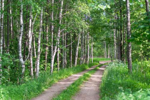 Forest Nature Ne Landscape Forests Green