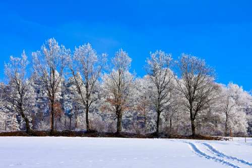 Forest Bavaria Germany Nature Snow Winter
