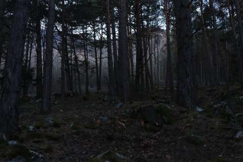 Forest Trees Forest Glade Glade Dark Winter