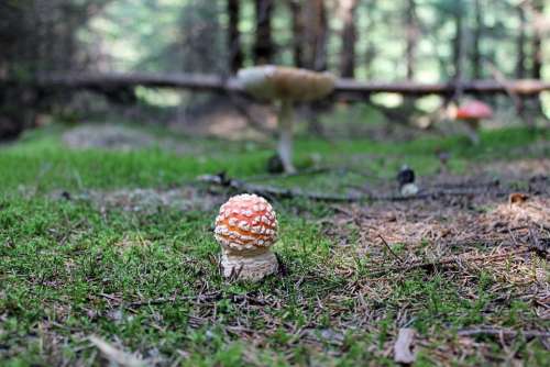 Forest Mushroom Amanita Red Poison Muscaria