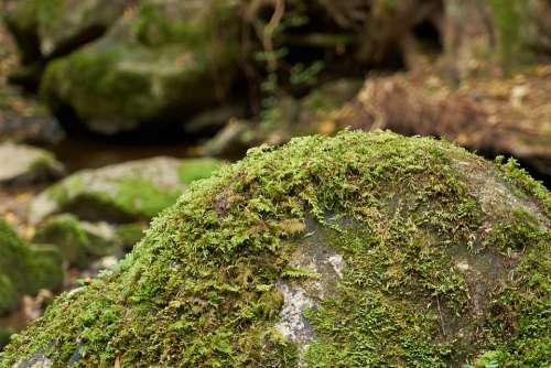 Forest Gorge Bach Stone Moss Nature Landscape