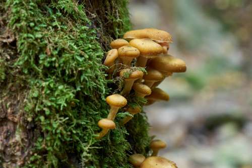 Forest Black Forest Nature Landscape Mushrooms