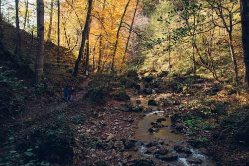 Forest Autumn Creek River Nature Landscape