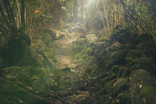 Forest Path Mystical Rocks Fairytale Sunlight