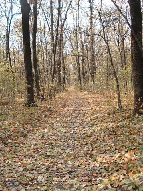 Forest Forest Road Autumn Leaves Trees Nature