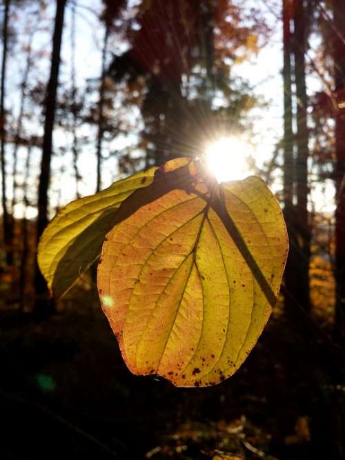 Forest Nature Autumn Flora Leaf Leaves Glooming