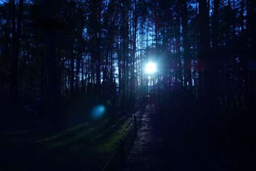 Forest Trees Sunrays Sunset Sunrise Light Sun