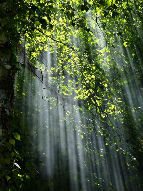 Forest Sunbeams Trees Sunlight Light Foliage