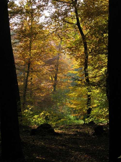 Forest Trees Nature Backlighting Autumn