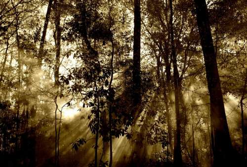 Forest Rays Fog Nature Trees Beam Sunrays