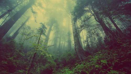Forest Mist Nature Trees Mystic Atmosperic Fog