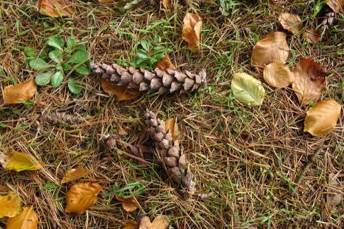 Forest Floor Pine Cones Autumn Brown