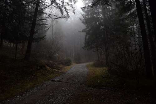 Forest Path Fog Forest Nature Mysterious