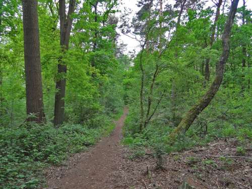 Forest Path Forest Away Oak Birch