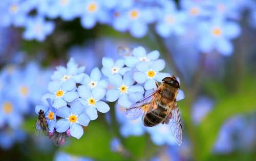 Forget Me Not Hoverfly Fly Bloom Nature