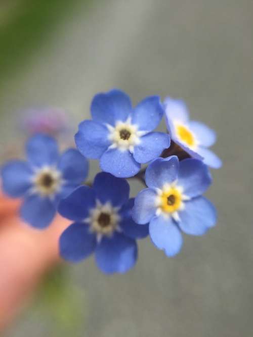 Forget-Me-Not Flower Blue Spring Blossom Summer