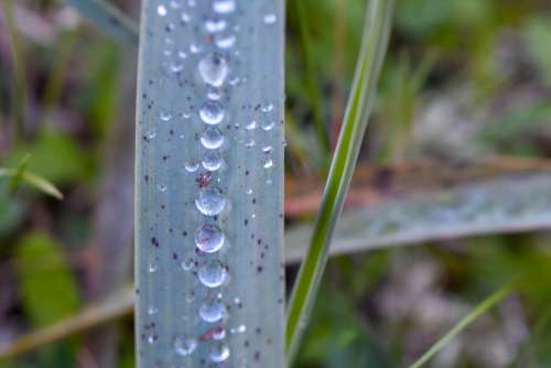 Formentera Green Water Drops Plant