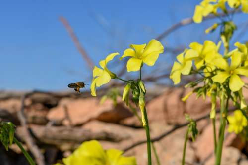 Formentera Bee Yellow Insect Flower Honey Animal