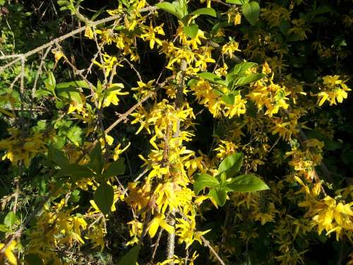 Forsythia Yellow Spring Gold Lilac Golden Bells